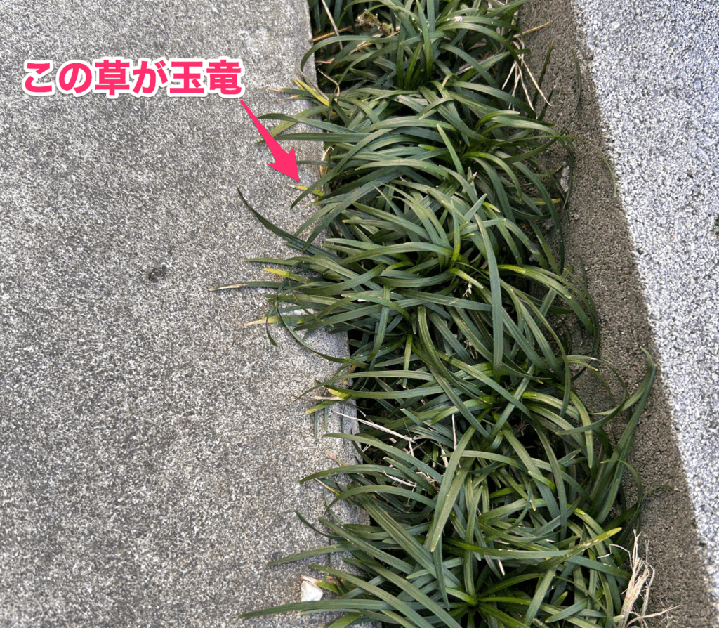 玉竜