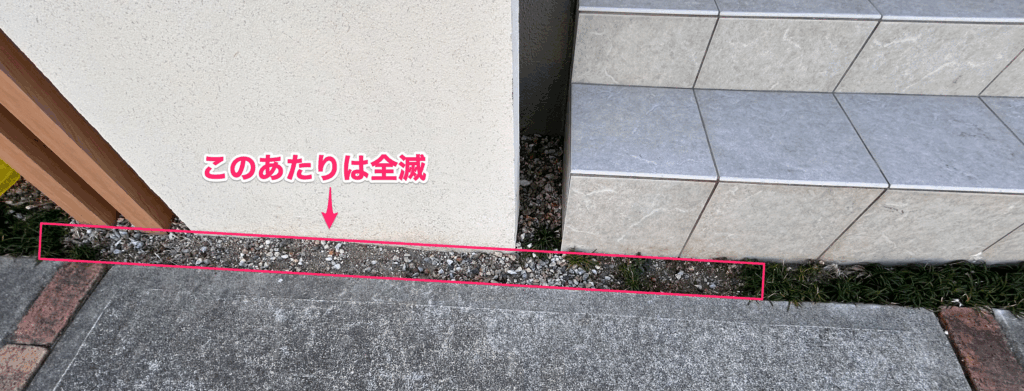 玉竜枯れる